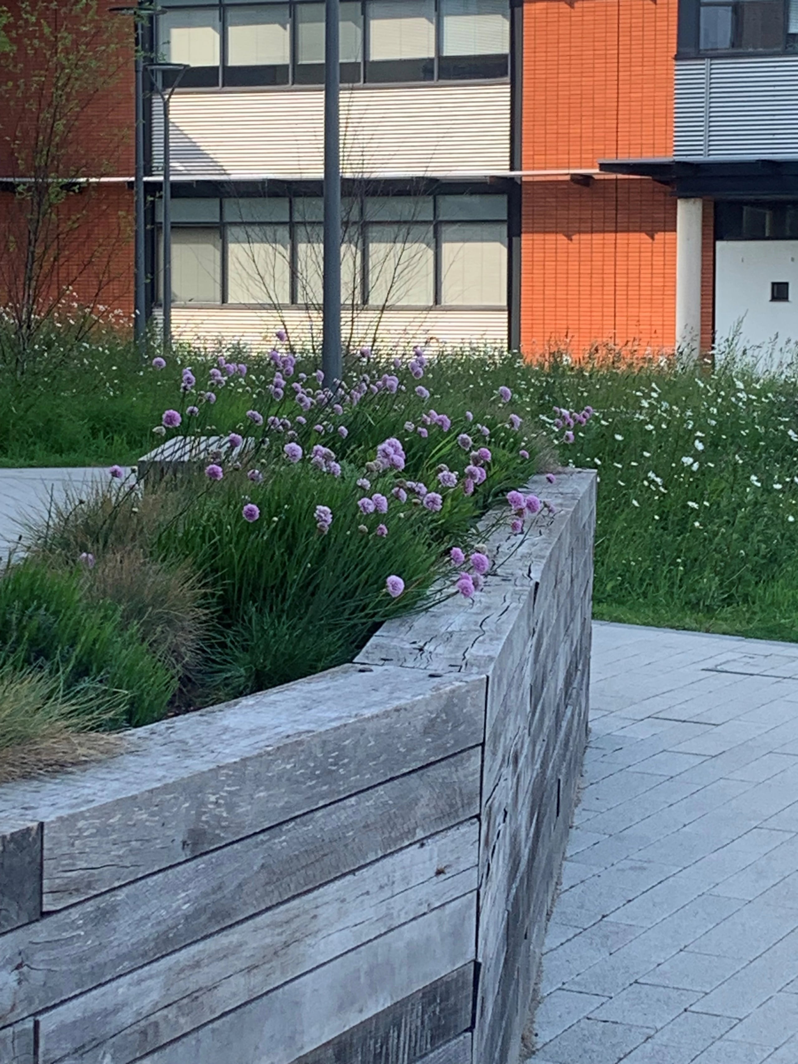 Landscape design at Lincoln Medical School